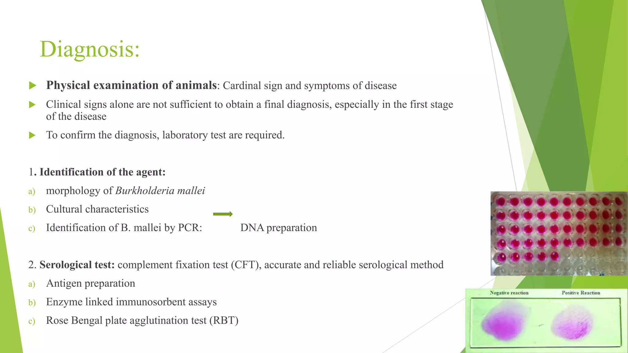 Diagnosis:
 Physical examination of animals: Cardinal sign and symptoms of disease
 Clinical signs alone are not sufficient to obtain a final diagnosis, especially in the first stage
of the disease
 To confirm the diagnosis, laboratory test are required.
1. Identification of the agent:
a) morphology of Burkholderia mallei
b) Cultural characteristics
c) Identification of B. mallei by PCR: DNA preparation
2. Serological test: complement fixation test (CFT), accurate and reliable serological method
a) Antigen preparation
b) Enzyme linked immunosorbent assays
c) Rose Bengal plate agglutination test (RBT)
 