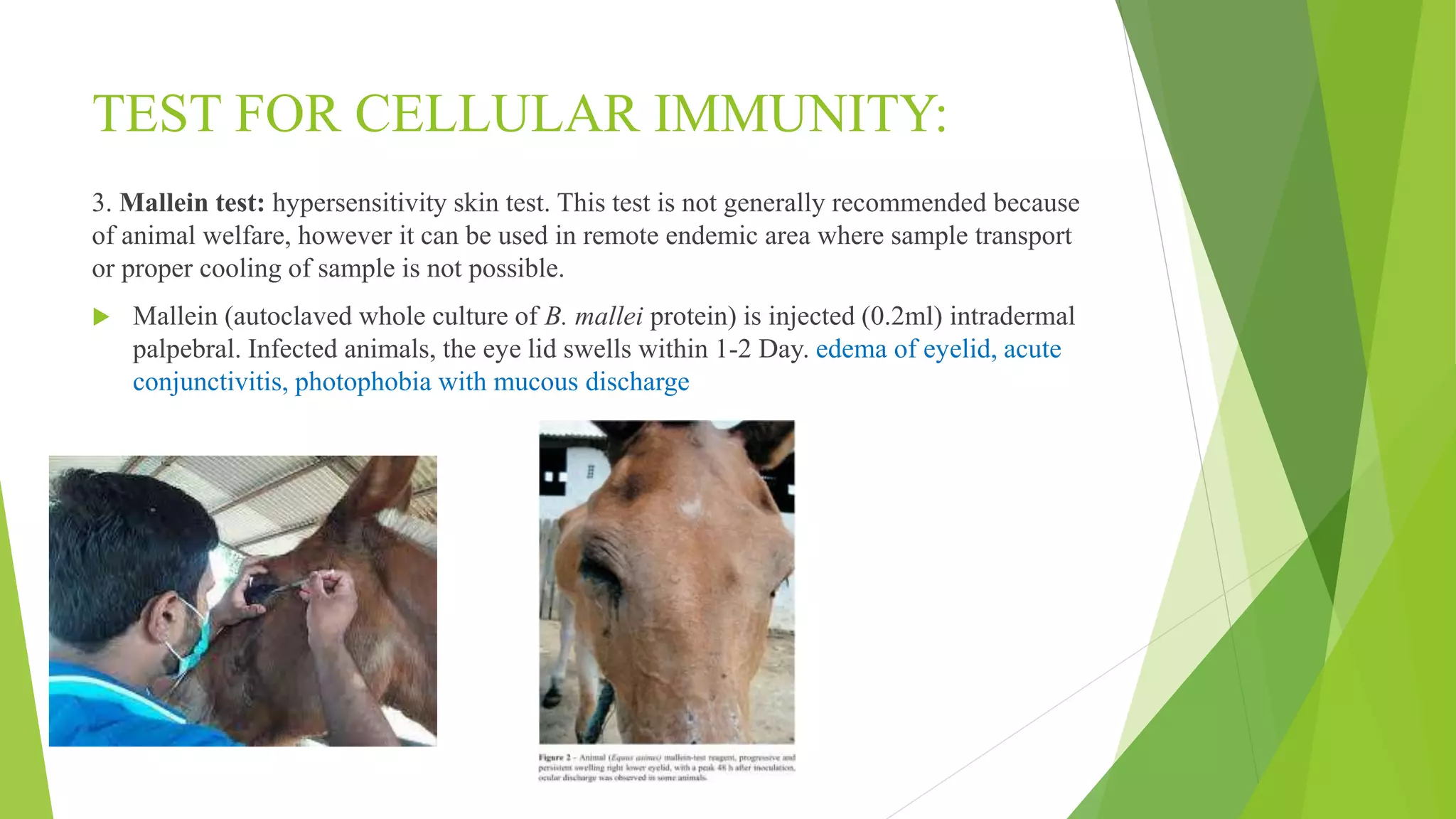 TEST FOR CELLULAR IMMUNITY:
3. Mallein test: hypersensitivity skin test. This test is not generally recommended because
of animal welfare, however it can be used in remote endemic area where sample transport
or proper cooling of sample is not possible.
 Mallein (autoclaved whole culture of B. mallei protein) is injected (0.2ml) intradermal
palpebral. Infected animals, the eye lid swells within 1-2 Day. edema of eyelid, acute
conjunctivitis, photophobia with mucous discharge
 