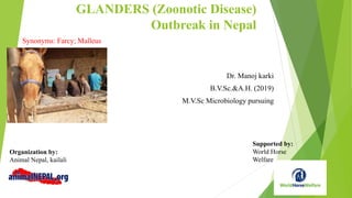GLANDERS (Zoonotic Disease)
Outbreak in Nepal
Dr. Manoj karki
B.V.Sc.&A.H. (2019)
M.V.Sc Microbiology pursuing
Synonyms: Farcy; Malleus
Organization by:
Animal Nepal, kailali
Supported by:
World Horse
Welfare
 