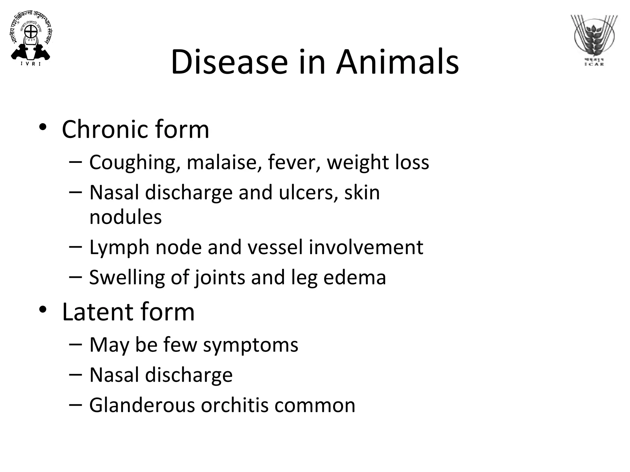 Disease in Animals
• Chronic form
– Coughing, malaise, fever, weight loss
– Nasal discharge and ulcers, skin
nodules
– Lymph node and vessel involvement
– Swelling of joints and leg edema
• Latent form
– May be few symptoms
– Nasal discharge
– Glanderous orchitis common
 