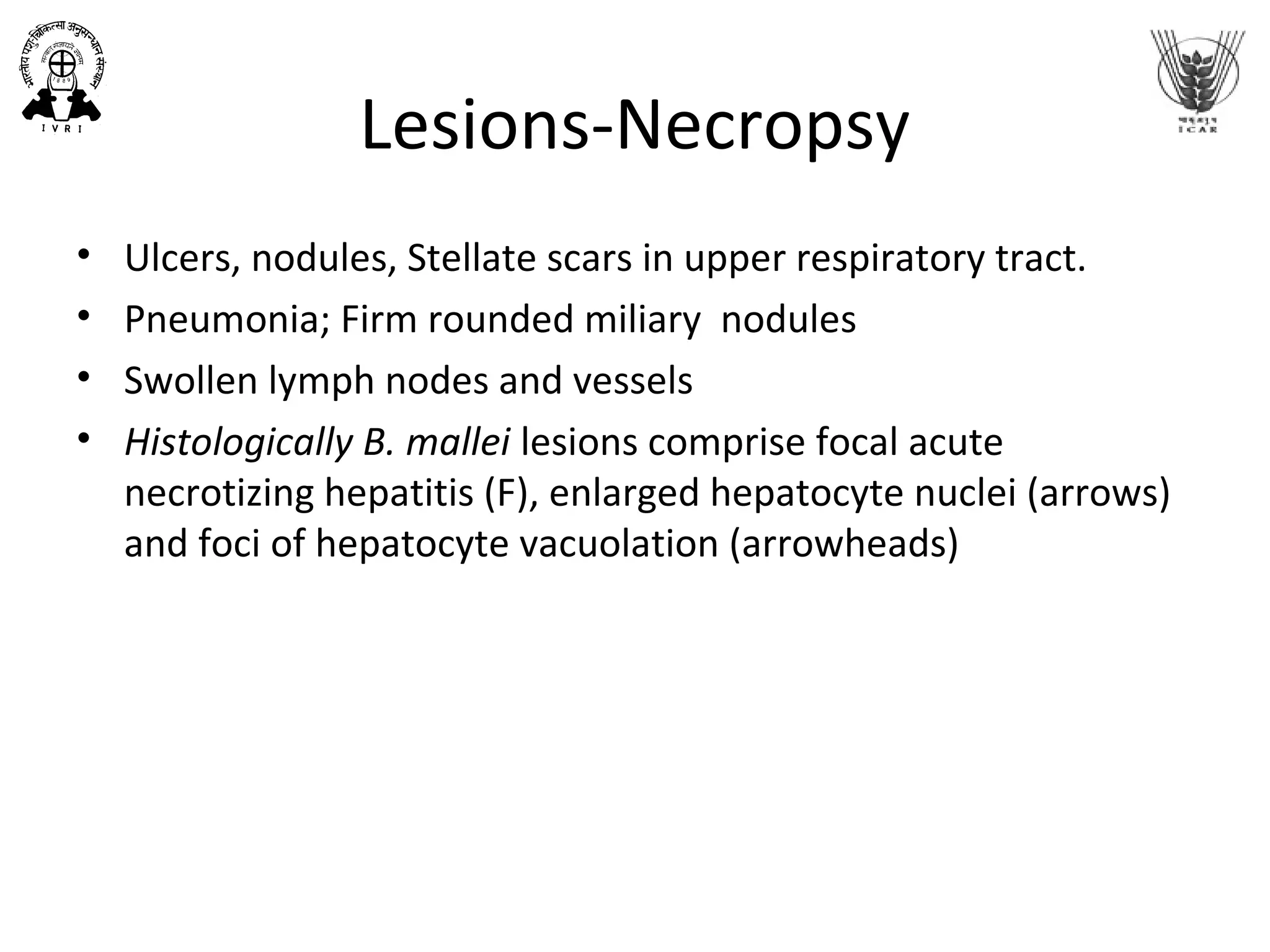Lesions-Necropsy
• Ulcers, nodules, Stellate scars in upper respiratory tract.
• Pneumonia; Firm rounded miliary nodules
• Swollen lymph nodes and vessels
• Histologically B. mallei lesions comprise focal acute
necrotizing hepatitis (F), enlarged hepatocyte nuclei (arrows)
and foci of hepatocyte vacuolation (arrowheads)
 