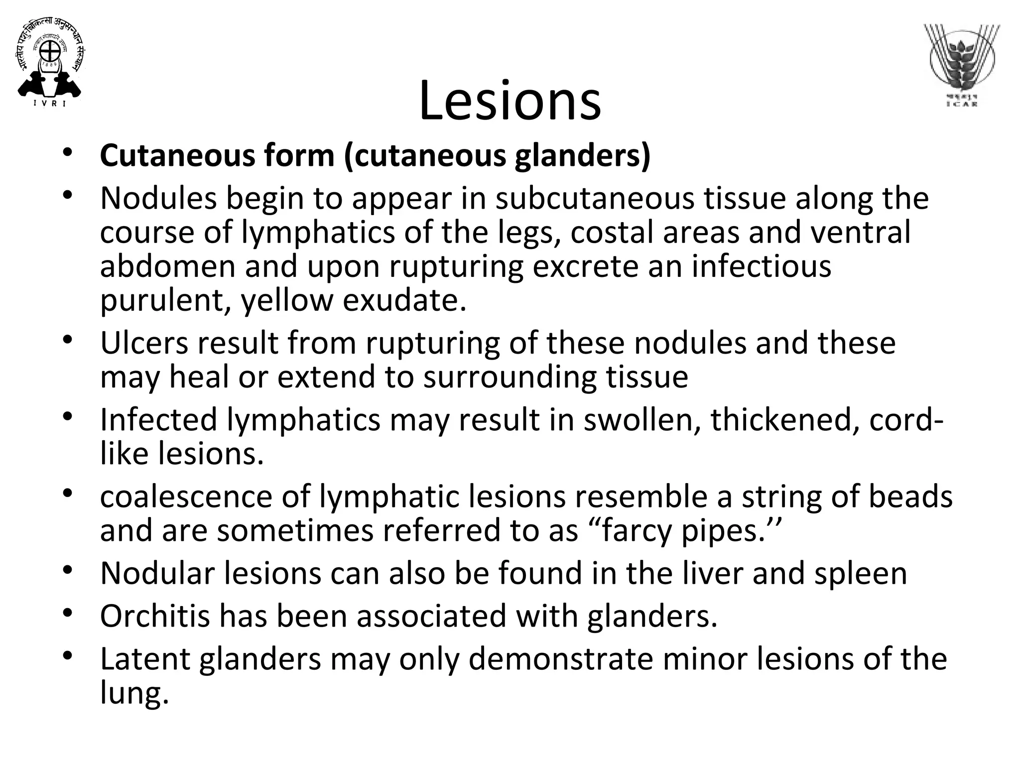 Lesions
• Cutaneous form (cutaneous glanders)
• Nodules begin to appear in subcutaneous tissue along the
course of lymphatics of the legs, costal areas and ventral
abdomen and upon rupturing excrete an infectious
purulent, yellow exudate.
• Ulcers result from rupturing of these nodules and these
may heal or extend to surrounding tissue
• Infected lymphatics may result in swollen, thickened, cord-
like lesions.
• coalescence of lymphatic lesions resemble a string of beads
and are sometimes referred to as “farcy pipes.’’
• Nodular lesions can also be found in the liver and spleen
• Orchitis has been associated with glanders.
• Latent glanders may only demonstrate minor lesions of the
lung.
 