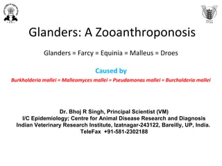 Glanders: A Zooanthroponosis
Glanders = Farcy = Equinia = Malleus = Droes
Caused by
Burkholderia mallei = Malleomyces mallei = Pseudomonas mallei = Burcholderia mallei
Dr. Bhoj R Singh, Principal Scientist (VM)
I/C Epidemiology; Centre for Animal Disease Research and Diagnosis
Indian Veterinary Research Institute, Izatnagar-243122, Bareilly, UP, India.
TeleFax +91-581-2302188
 