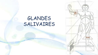 GLANDES
SALIVAIRES
 