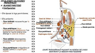 III.GLANDES SALIVAIRES
PRINCIPALES:
A. GLANDE PAROTIDE:
2.Configuration:
• Elle épouse la loge parotidienne.
• Elle présente:
- Face latérale: recouverte par le
plan cutané.
- Face antérieure: deux
prolongements glandulaires: l’un
médial et l’autre latéral d’où
émerge le canal de Sténon.
- Face médiale: pharyngienne,
recouverte par l’aponévrose
profonde.
- Face postérieure: irrégulière et
moulée contre le diaphragme
stylien.
COUPE TRANSVERSALE PASSANT AU NIVEAU DE L’AXIS
MONTRANT LA RÉGION PAROTIDIENNE
Glande parotide
Aponévrose cervicale
superficielle
Diaphragme stylien
Aponévrose profonde
Face médiale
Face latérale
Face postérieure
Prolongement latéral
Prolongement médial
Canal de Sténon
Face antérieure
 