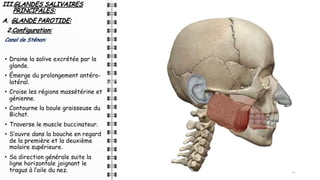 III.GLANDES SALIVAIRES
PRINCIPALES:
A. GLANDE PAROTIDE:
2.Configuration:
Canal de Sténon:
• Draine la salive excrétée par la
glande.
• Émerge du prolongement antéro-
latéral.
• Croise les régions massétérine et
génienne.
• Contourne la boule graisseuse du
Bichat.
• Traverse le muscle buccinateur.
• S’ouvre dans la bouche en regard
de la première et la deuxième
molaire supérieure.
• Sa direction générale suite la
ligne horizontale joignant le
tragus à l’aile du nez. 12
 
