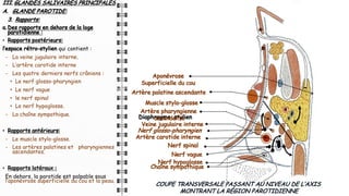 III. GLANDES SALIVAIRES PRINCIPALES:
A. GLANDE PAROTIDE:
3. Rapports:
a. Des rapports en dehors de la loge
parotidienne :
• Rapports postérieurs:
l’espace rétro-stylien qui contient :
- La veine jugulaire interne.
- L’artère carotide interne
- Les quatre derniers nerfs crâniens :
• Le nerf glosso-pharyngien
• Le nerf vague
• le nerf spinal
• Le nerf hypoglosse.
- La chaîne sympathique.
• Rapports antérieurs:
- Le muscle stylo-glosse.
- Les artères palatines et pharyngiennes
ascendantes.
• Rapports latéraux :
En dehors, la parotide est palpable sous
l’aponévrose superficielle du cou et la peau.
13
13
13
COUPE TRANSVERSALE PASSANT AU NIVEAU DE L’AXIS
MONTRANT LA RÉGION PAROTIDIENNE
Nerf vague
Chaîne sympathique
Nerf hypoglosse
Veine jugulaire interne
Diaphragme stylien
Nerf spinal
Nerf glosso-pharyngien
Artère palatine ascendante
Muscle stylo-glosse
Artère pharyngienne
ascendante
Artère carotide interne
Aponévrose
Superficielle du cou
 