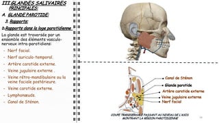 III.GLANDES SALIVAIRES
PRINCIPALES:
A. GLANDE PAROTIDE:
3. Rapports:
b.Rapports dans la loge parotidienne :
La glande est traversée par un
ensemble des éléments vasculo-
nerveux intra-parotidiens:
- Nerf facial.
- Nerf auriculo-temporal.
- Artère carotide externe.
- Veine jugulaire externe .
- Veine rétro-mandibulaire ou la
veine faciale postérieure.
- Veine carotide externe.
- Lymphonœuds.
- Canal de Sténon.
14
14
14
COUPE TRANSVERSALE PASSANT AU NIVEAU DE L’AXIS
MONTRANT LA RÉGION PAROTIDIENNE
Canal de Sténon
Glande parotide
Artère carotide externe
Veine jugulaire externe
Nerf facial
 