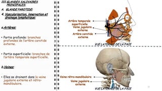 III.GLANDES SALIVAIRES
PRINCIPALES:
A. GLANDE PAROTIDE:
4. Vascularisation, innervation et
drainage lymphatique:
a.Artères:
• Partie profonde: branches
profondes de l’artère carotide
externe.
• Partie superficielle: branches de
l’artère temporale superficielle.
b.Veines:
• Elles se drainent dans la veine
jugulaire externe et rétro-
mandibulaire.
15
VUE LATÉRALE DE LA FACE
Artère carotide
externe
Veine jugulaire
externe
Artère temporale
superficielle
VUE LATÉRALE DE LA FACE
Veine jugulaire
externe
Veine rétro-mandibulaire
 