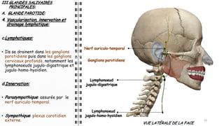 III.GLANDES SALIVAIRES
PRINCIPALES:
A. GLANDE PAROTIDE:
4. Vascularisation, innervation et
drainage lymphatique:
c.Lymphatiques:
• Ils se drainent dans les ganglions
parotidiens puis dans les ganglions
cervicaux profonds, notamment les
lymphonoeuds jugulo-digastrique et
jugulo-homo-hyoïdien.
d.Innervation:
• Parasympathique: assurée par le
nerf auriculo-temporal.
• Sympathique: plexus carotidien
externe. 16
VUE LATÉRALE DE LA FACE
Nerf auriculo-temporal
Ganglions parotidiens
Lymphonoeud
jugulo-digastrique
Lymphonoeud
jugulo-homo-hyoïdien
 
