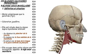 III.GLANDES SALIVAIRES
PRINCIPALES:
B.GLANDE SOUS-MAXILLAIRE:
1. Définition et situation:
• Moins volumineuse que la
parotide (7gr).
• Coloration jaunâtre.
• Elle est située dans la région
supra-hyoïdienne latérale:
- Au-dessous du plancher de la
bouche.
- En dedans de la face médiale de la
mandibule.
- En dehors de la base de la langue
et la paroi latérale du pharynx.
• Elle occupe dans cette région une
excavation, appelée: la loge sous-
maxillaire.
 