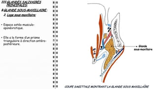 III.GLANDES SALIVAIRES
PRINCIPALES:
B.GLANDE SOUS-MAXILLAIRE :
2. Loge sous-maxillaire:
• Espace ostéo-musculo-
aponévrotique.
• Elle a la forme d’un prisme
triangulaire à direction antéro-
postérieure.
18
COUPE SAGITTALE MONTRANT LA GLANDE SOUS MAXILLAIRE
Glande
sous-maxillaire
 