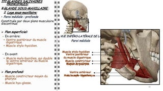 III.GLANDES SALIVAIRES
PRINCIPALES:
B.GLANDE SOUS-MAXILLAIRE :
2. Loge sous-maxillaire:
• Paroi médiale : profonde
Constituée par deux plans musculaires
discontinus:
Ø Plan superficiel:
- En arrière:
• Ventre postérieur du muscle
digastrique
• Muscle stylo-hyoïdien.
- En avant:
• Muscle mylo-hyoïdien, qui double
le ventre antérieur du muscle
digastrique.
Ø Plan profond:
- Muscle constricteur moyen du
pharynx
- Muscle hyo-glosse.
20
20
20
VUE INFÉRO-LATÉRALE DE LA FACE
Ventre postérieur
du muscle digastrique
Muscle stylo-hyoïdien
Muscle mylo-hyoïdien
Ventre antérieur
du muscle digastrique
Muscle constricteur
moyen du pharynx
Muscle hyo-glosse
Paroi médiale
 