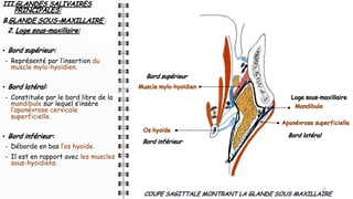 III.GLANDES SALIVAIRES
PRINCIPALES:
B.GLANDE SOUS-MAXILLAIRE :
2. Loge sous-maxillaire:
• Bord supérieur:
- Représenté par l’insertion du
muscle mylo-hyoïdien.
• Bord latéral:
- Constituée par le bord libre de la
mandibule sur lequel s’insère
l’aponévrose cervicale
superficielle.
• Bord inférieur:
- Déborde en bas l’os hyoïde.
- Il est en rapport avec les muscles
sous-hyoïdiens.
21
21
COUPE SAGITTALE MONTRANT LA GLANDE SOUS MAXILLAIRE
Os hyoïde
Aponévrose superficielle
Loge sous-maxillaire
Muscle mylo-hyoïdien
Mandibule
Bord supérieur
Bord latéral
Bord inférieur
 