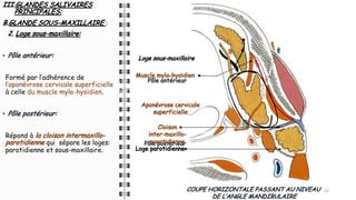 III.GLANDES SALIVAIRES
PRINCIPALES:
B.GLANDE SOUS-MAXILLAIRE :
2. Loge sous-maxillaire:
• Pôle antérieur:
Formé par l’adhérence de
l’aponévrose cervicale superficielle
à celle du muscle mylo-hyoïdien.
• Pôle postérieur:
Répond à la cloison intermaxillo-
parotidienne qui sépare les loges:
parotidienne et sous-maxillaire.
22
22
COUPE HORIZONTALE PASSANT AU NIVEAU
DE L’ANGLE MANDIBULAIRE
Muscle mylo-hyoïdien
Pôle postérieur
Cloison
inter-maxillo-
parotidienne
Pôle antérieur
Aponévrose cervicale
superficielle
Loge sous-maxillaire
Loge parotidienne
 