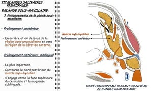 III.GLANDES SALIVAIRES
PRINCIPALES:
B.GLANDE SOUS-MAXILLAIRE :
3. Prolongements de la glande sous-
maxillaire:
• Prolongement postérieur:
- En arrière et en dessous de la
région para-amygdalienne et vers
la région de la carotide externe.
• Prolongement antérieur: sublingual:
- Le plus important.
- Contourne le bord postérieur du
muscle mylo-hyoïdien.
- S’engage entre la face supérieure
du ce muscle et la muqueuse
sublinguale. COUPE HORIZONTALE PASSANT AU NIVEAU
DE L’ANGLE MANDIBULAIRE
Muscle mylo-hyoïdien
Prolongement antérieur
 