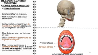 III.GLANDES SALIVAIRES
PRINCIPALES:
B.GLANDE SOUS-MAXILLAIRE :
4. Canal de Wharton:
• Canal excréteur de la glande.
• Naît de la réunion des canaux
secondaires.
• Contourne le bord postérieur du
muscle mylo-hyoïdien, accompagné
du prolongement antérieur.
• Il se dirige en avant, en dedans et
en haut.
• Croise l’extrémité postérieure de
la glande sublinguale.
• Il se termine au niveau de la
caroncule salivaire, située à la base
du frein de la langue où il débouche
par l’ostium ombilical.
24
24
VUE ANTERIEURE DE LA BOUCHE OUVERTE
Frein de la langue
Caroncule salivaire
 
