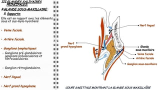 III.GLANDES SALIVAIRES
PRINCIPALES:
B.GLANDE SOUS-MAXILLAIRE :
5. Rapports:
Elle est en rapport avec les éléments
sous et sus-mylo-hyoϊdiens:
• Veine faciale.
• Artère faciale.
• Ganglions lymphatiques:
- Ganglions pré-glandulaires:
ganglions prévasculaires et
rétrovasculaires.
- Ganglion rétroglandulaire.
• Nerf lingual.
• Nerf grand hypoglosse. 25
25
25
COUPE SAGITTALE MONTRANT LA GLANDE SOUS MAXILLAIRE
Nerf lingual
Nerf
grand hypoglosse
Ganglion sous-maxillaire
Artère faciale
Veine faciale
Glande
sous-maxillaire
 