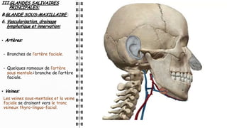 III.GLANDES SALIVAIRES
PRINCIPALES:
B.GLANDE SOUS-MAXILLAIRE :
6. Vascularisation, drainage
lymphatique et innervation:
• Artères:
- Branches de l’artère faciale.
- Quelques rameaux de l’artère
sous mentale: branche de l’artère
faciale.
• Veines:
Les veines sous-mentales et la veine
faciale se drainent vers le tronc
veineux thyro-linguo-facial.
 