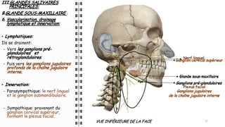 III.GLANDES SALIVAIRES
PRINCIPALES:
B.GLANDE SOUS-MAXILLAIRE :
6. Vascularisation, drainage
lymphatique et innervation:
• Lymphatiques:
Ils se drainent:
- Vers les ganglions pré-
glandulaires et
rétroglandulaires.
- Puis vers les ganglions jugulaires
profonds de la chaîne jugulaire
interne.
• Innervation:
- Parasympathique: le nerf lingual
et le ganglion submandibulaire.
- Sympathique: provenant du
ganglion cervical supérieur,
formant le plexus facial.
27
VUE INFÉRIEURE DE LA FACE
Glande sous-maxillaire
Ganglions pré-glandulaires
Ganglions jugulaires
de la chaîne jugulaire interne
Plexus facial
Ganglion cervical supérieur
Nerf lingual
 