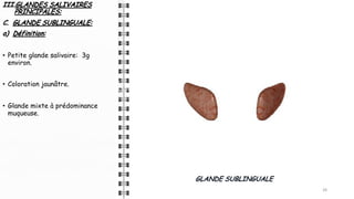III.GLANDES SALIVAIRES
PRINCIPALES:
C. GLANDE SUBLINGUALE:
a) Définition:
• Petite glande salivaire: 3g
environ.
• Coloration jaunâtre.
• Glande mixte à prédominance
muqueuse.
28
GLANDE SUBLINGUALE
 