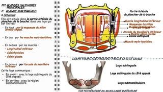 III. GLANDES SALIVAIRES
PRINCIPALES:
C. GLANDE SUBLINGUALE:
b.Situation:
Elle est située dans la partie latérale du
plancher de la bouche, dans une loge qui
est limitée :
- En haut : par la muqueuse du sillon
alvéolo-lingual.
- En bas : par les muscles mylo-hyoïdiens.
- En dedans : par les muscles :
• Longitudinal inférieur.
• Géniohyoïdien.
• Génio-glosse.
- En dehors : par l’arcade du maxillaire
inférieur.
Cette loge communique :
• En avant : avec la loge sublinguale du
côté opposé.
• En arrière : avec la région
submandibulaire.
COUPE FRONTALE PASSANT PAR LA CAVITÉ ORALE
VUE POSTÉRIEURE DU MAXILLAIRE INFÉRIEURE
Partie latérale
du plancher de la bouche
Muqueuse du sillon
alvéolo-lingual
Muscle longitudinal inférieur
Muscle génio-glosse
Muscle géniohyoïdien
Glande sublinguale
Arcade du maxillaire inférieur
Loge sublinguale
Loge sublinguale du côté opposé
Loge submandibulaire
Muscle mylo-hyoïdien.
 