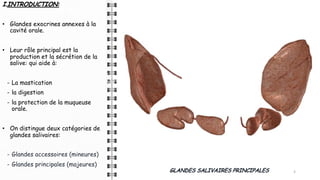 I.INTRODUCTION:
• Glandes exocrines annexes à la
cavité orale.
• Leur rôle principal est la
production et la sécrétion de la
salive: qui aide à:
- La mastication
- la digestion
- la protection de la muqueuse
orale.
• On distingue deux catégories de
glandes salivaires:
- Glandes accessoires (mineures)
- Glandes principales (majeures)
3
GLANDES SALIVAIRES PRINCIPALES
 