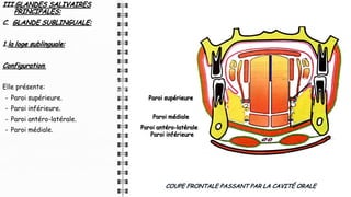 III.GLANDES SALIVAIRES
PRINCIPALES:
C. GLANDE SUBLINGUALE:
1.la loge sublinguale:
Configuration:
Elle présente:
- Paroi supérieure.
- Paroi inférieure.
- Paroi antéro-latérale.
- Paroi médiale.
COUPE FRONTALE PASSANT PAR LA CAVITÉ ORALE
Paroi supérieure
Paroi inférieure
Paroi antéro-latérale
Paroi médiale
 