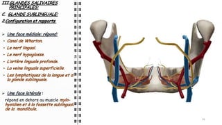 III.GLANDES SALIVAIRES
PRINCIPALES:
C. GLANDE SUBLINGUALE:
2.Configuration et rapports:
Ø Une face médiale: répond:
• Canal de Wharton.
• Le nerf lingual.
• Le nerf hypoglosse.
• L’artère linguale profonde.
• La veine linguale superficielle.
• Les lymphatiques de la langue et de
la glande sublinguale.
Ø Une face latérale :
répond en dehors au muscle mylo-
hyoïdien et à la fossette sublinguale
de la mandibule.
31
31
31
 