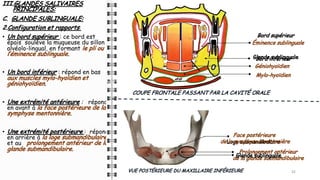 III.GLANDES SALIVAIRES
PRINCIPALES:
C. GLANDE SUBLINGUALE:
2.Configuration et rapports:
• Un bord supérieur : ce bord est
épais soulève la muqueuse du sillon
alvéolo-lingual, en formant le pli ou
l’éminence sublinguale.
• Un bord inférieur : répond en bas
aux muscles mylo-hyoïdien et
géniohyoïdien.
• Une extrémité antérieure : répond
en avant à la face postérieure de la
symphyse mentonnière.
• Une extrémité postérieure : répond
en arrière à la loge submandibulaire
et au prolongement antérieur de la
glande submandibulaire.
32
32
32
COUPE FRONTALE PASSANT PAR LA CAVITÉ ORALE
Éminence sublinguale
Mylo-hyoïdien
Géniohyoïdien
VUE POSTÉRIEURE DU MAXILLAIRE INFÉRIEURE
Loge submandibulaire
Prolongement antérieur
de la glande submandibulaire
Glande sublinguale
Glande sublinguale
Bord supérieur
Bord inférieur
Face postérieure
de la symphyse mentonnière
 