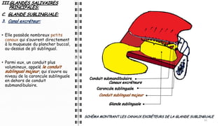 III.GLANDES SALIVAIRES
PRINCIPALES:
C. GLANDE SUBLINGUALE:
3. Canal excréteur:
• Elle possède nombreux petits
canaux qui s’ouvrent directement
à la muqueuse du plancher buccal,
au-dessus de pli sublingual.
• Parmi eux, un conduit plus
volumineux, appelé le conduit
sublingual majeur, qui s’ouvre au
niveau de la caroncule sublinguale
en dehors de conduit
submandibulaire.
33
SCHÉMA MONTRANT LES CANAUX EXCRÉTEURS DE LA GLANDE SUBLINGUALE
Glande sublinguale
Canaux excréteurs
Conduit sublingual majeur
Caroncule sublinguale
Conduit submandibulaire
 
