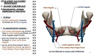 III.GLANDES SALIVAIRES
PRINCIPALES:
C. GLANDE SUBLINGUALE:
4.Vascularisation, drainage
lymphatique et innervation:
Ø Artères:
• l’artère sublinguale: branche
terminale de l’artère linguale.
Ø La vascularisation veineuse :
• Les veines sublinguales se jettent
dans la veine linguale profonde et la
veine linguale superficielle.
• puis ces veines se rejoignent en
formant le tronc de la veine
linguale.
• qui se jette directement dans la
veine jugulaire interne, ou dans le
tronc veineux thyro-linguo-facial.
34
34
34
VUE POSTÉRIEURE DU MAXILLAIRE INFÉRIEURE
Artère linguale
Veine linguale
Veine jugulaire interne
Tronc veineux thyro-linguo-facial
 