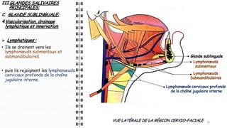 III.GLANDES SALIVAIRES
PRINCIPALES:
C. GLANDE SUBLINGUALE:
4.Vascularisation, drainage
lymphatique et innervation:
Ø Lymphatiques :
• Ils se drainent vers les
lymphonœuds submentaux et
submandibulaires.
• puis ils rejoignent les lymphonœuds
cervicaux profonds de la chaîne
jugulaire interne.
35
35
35
35
VUE LATÉRALE DE LA RÉGION CERVIO-FACIALE
Glande sublinguale
Lymphonœuds
submentaux
Lymphonœuds
Submandibulaires
Lymphonœuds cervicaux profonds
de la chaîne jugulaire interne
 