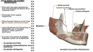 III.GLANDES SALIVAIRES
PRINCIPALES:
• Elles sont des amas glandulaires
bien individualisés en dehors de la
muqueuse orale.
• Entourées d’une capsule
conjonctive.
• Elles s’ouvrent dans la cavité orale
par un conduit excréteur propre.
• Leurs sécrétions est discontinue et
déclenchée par un stimulus
(olfactif, visuel, gustatif,
psychique)
• Il existe trois paires de glandes
disposées autour de la mandibule:
- les glandes parotides.
- les glandes submandibulaires: sous-
maxillaires.
- les glandes sublinguales. 5
GLANDES SALIVAIRES PRINCIPALES
Glande sublinguale
Glande sous-maxillaire
Glande parotide
Conduits excréteurs
Mandibule
 