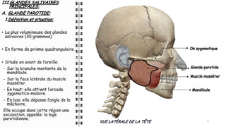 III.GLANDES SALIVAIRES
PRINCIPALES:
A. GLANDE PAROTIDE:
1.Définition et situation:
• La plus volumineuse des glandes
salivaires (30 grammes).
• En forme de prisme quadrangulaire.
• Située en avant de l’oreille:
- Sur la branche montante de la
mandibule.
- Sur la face latérale du muscle
masséter.
- En haut: elle attient l’arcade
zygomatico-malaire.
- En bas: elle dépasse l’angle de la
mâchoire.
Elle occupe dans cette région une
excavation, appelée: la loge
parotidienne.
6
VUE LATÉRALE DE LA TÊTE
Glande parotide
Muscle masséter
Mandibule
Os zygomatique
 