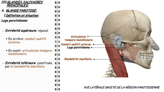 III.GLANDES SALIVAIRES
PRINCIPALES:
A. GLANDE PAROTIDE:
1.Définition et situation:
Loge parotidienne:
- Extrémité supérieure: répond:
§ En arrière: conduit auditif
externe.
§ En avant: articulation temporo-
mandibulaire.
- Extrémité inférieure: constituée
par la bandelette maxillaire.
9
VUE LATÉRALE DROITE DE LA RÉGION PAROTIDIENNE
Loge parotidienne
Bandelette maxillaire
Conduit auditif externe
Articulation
temporo-mandibulaire
 