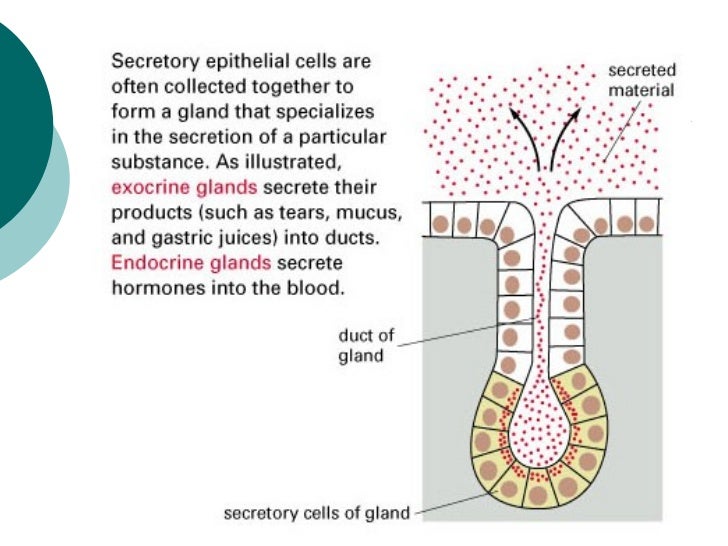Glands