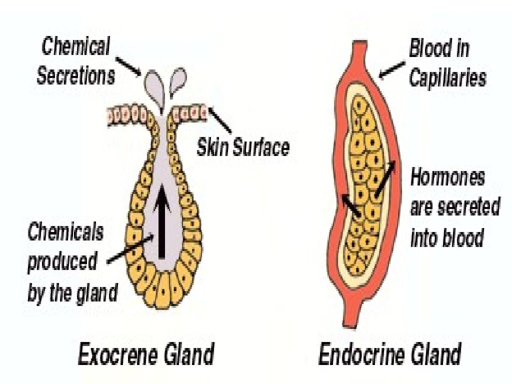 Glands