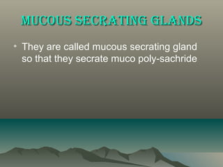 Glands | PPT