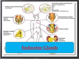 Endocrine Glands
 