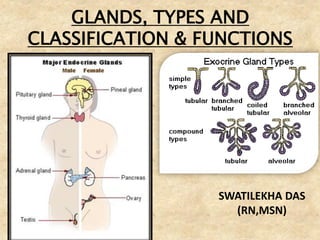 GLANDS, TYPES AND
CLASSIFICATION & FUNCTIONS
SWATILEKHA DAS
(RN,MSN)
 