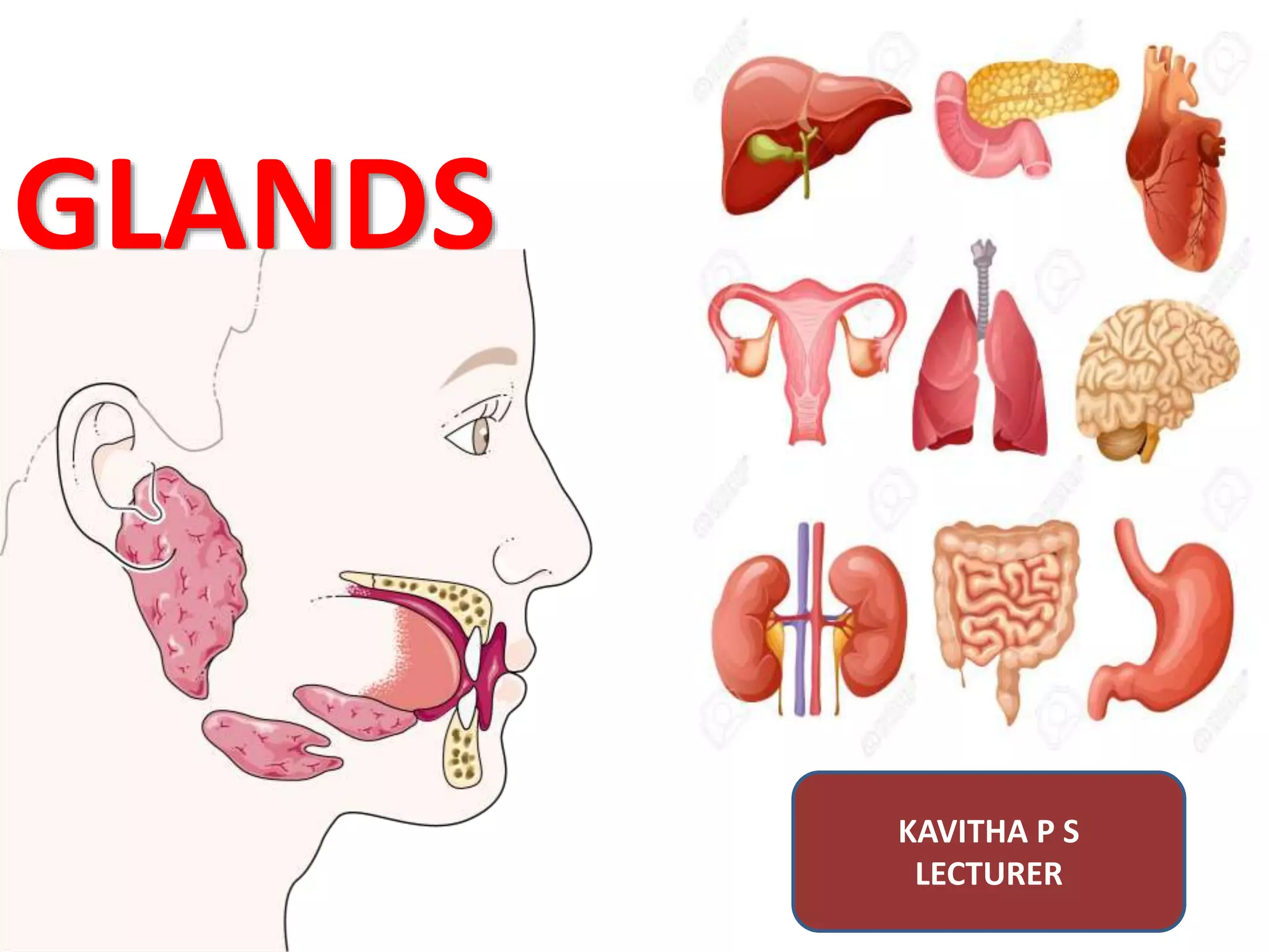glands-pptx