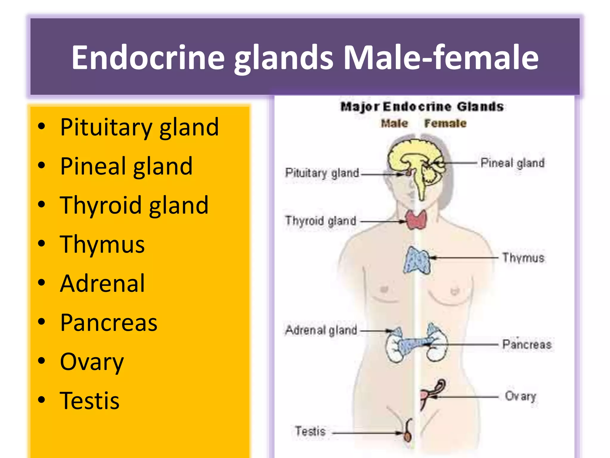glands-pptx