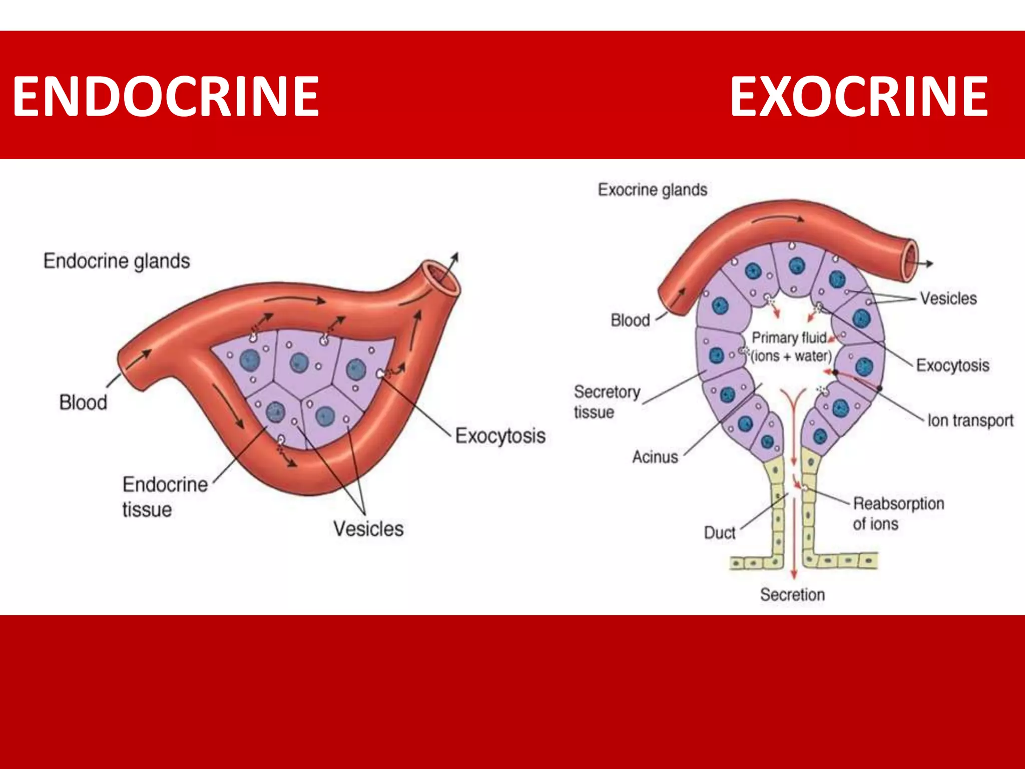 glands-pptx