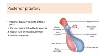 Glands.pptx BPT physiology 1 st yaer ... | PPTX