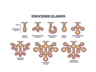 Glands-anatomy for bsc nursing 1st year student | PPTX