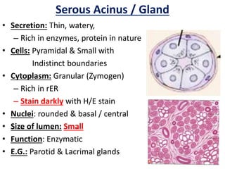 Glands histology | PPTX