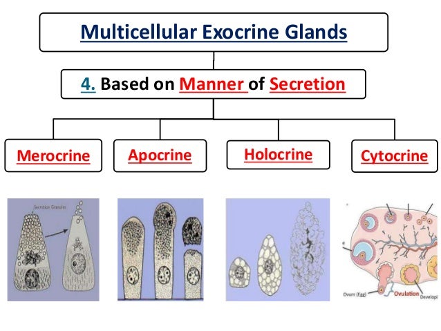 Glands Histology