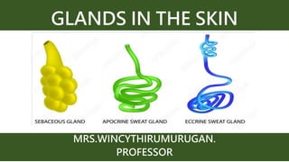 GLANDS IN THE SKIN
MRS.WINCYTHIRUMURUGAN.
PROFESSOR
 