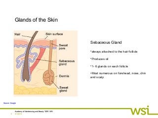 3/1/2013
Academy of Hairdressing and Beauty TAFE WSI
0
Glands of the Skin
Sebaceous Gland
•always attached to the hair follicle
•Produces oil
•1- 6 glands on each follicle
•Most numerous on forehead, nose, chin
and scalp
Source: Google
 